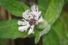 Microbotryum lychnidis-dioicae