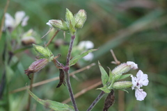 Microbotryum lychnidis-dioicae