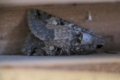 Melipotis agrotoides