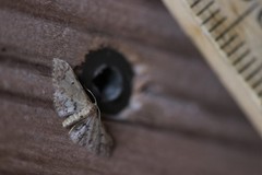 Idaea pervertipennis
