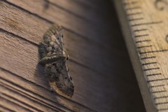 Idaea pervertipennis
