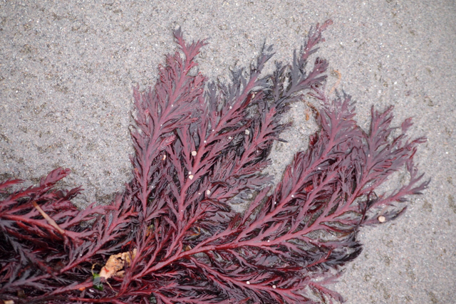 flat sea brush