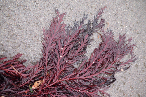 Odonthalia washingtoniensis