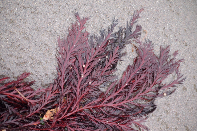 Odonthalia washingtoniensis