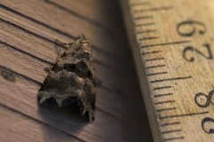 Cobubatha metaspilaris