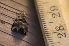 Cobubatha metaspilaris