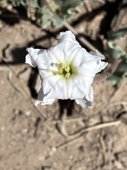 Acleisanthes
