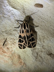 Apantesis incorrupta