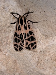 Apantesis incorrupta