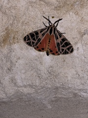 Apantesis incorrupta