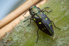 Chrysobothris capitata