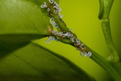 Diaphorina citri