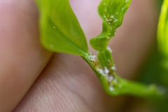 Diaphorina citri