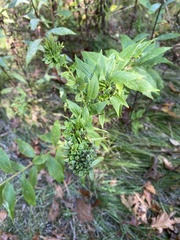 Asphondylia rosulata