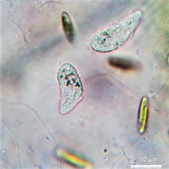 Philasterides