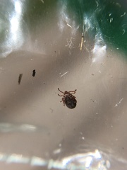 Parasitiformes