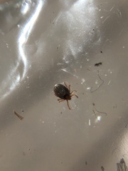 Parasitiformes