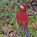 Crimson-mantled Woodpecker - Photo (c) Jerry Oldenettel, some rights reserved (CC BY-NC-SA)