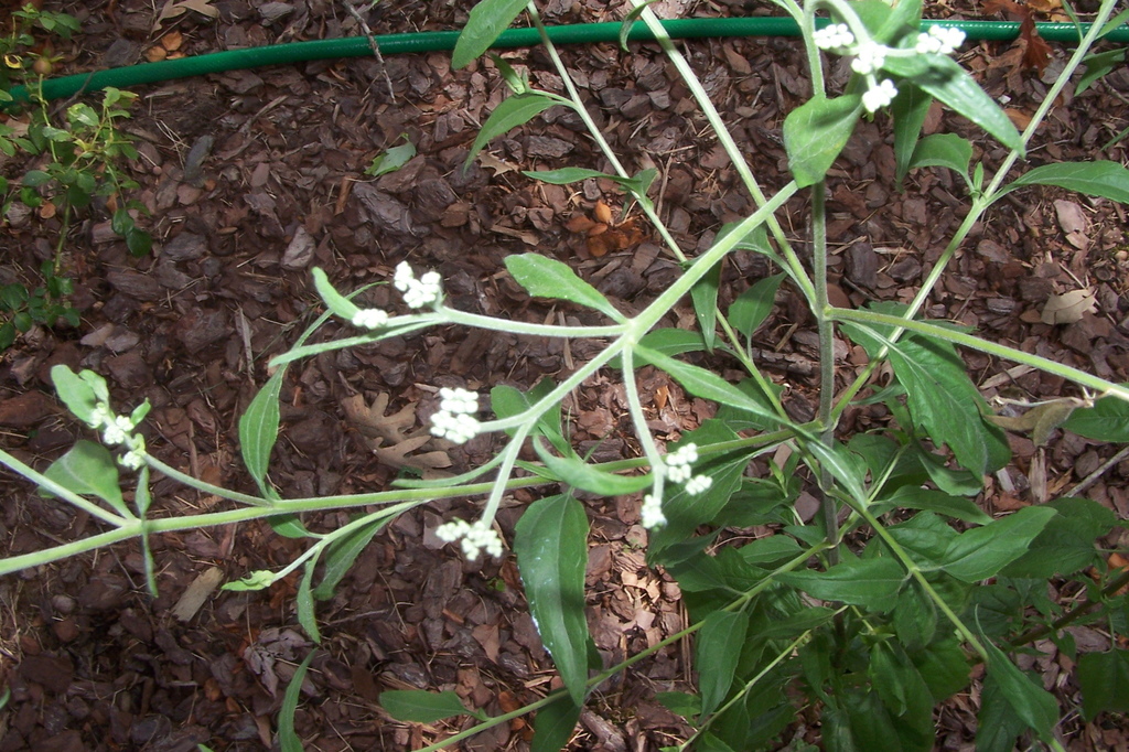 flowering plants from Durham NC USA on August 14, 2020 at 0436 PM by