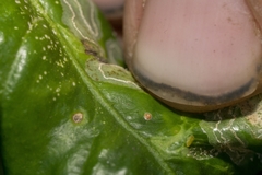 Chrysomphalus dictyospermi