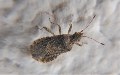 Aufeius impressicollis