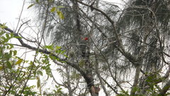 Melanerpes carolinus image