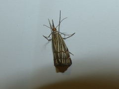 Chrysocramboides craterella