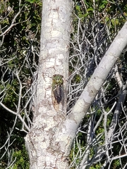 Neotibicen latifasciatus