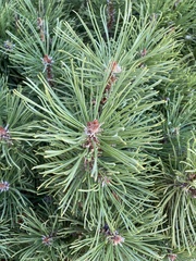 Pinus mugo