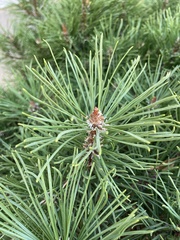 Pinus mugo