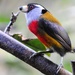 Toucan Barbet - Photo (c) Vince Smith, some rights reserved (CC BY-NC-SA)