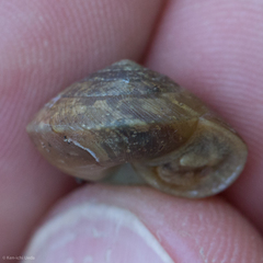 Ventridens intertextus