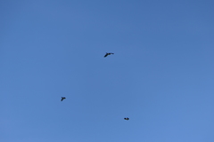 Turdus pilaris