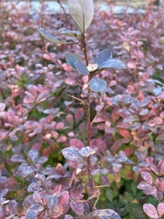 Berberis thunbergii