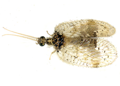 Carobius pulchellus