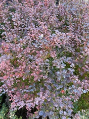 Berberis thunbergii