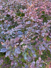 Berberis thunbergii