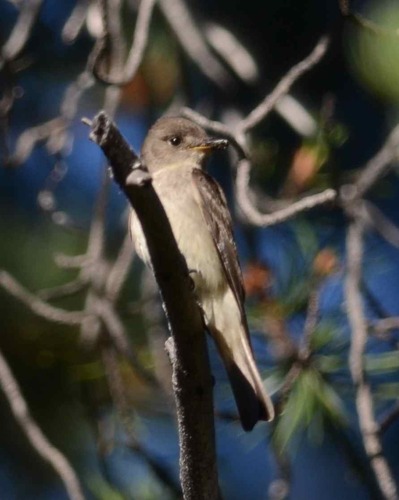 iNaturalist observation photo of Western Wood-Pewee
