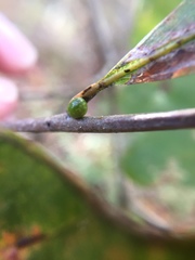 Andricus mamillaformis