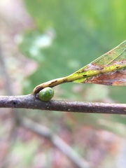 Andricus mamillaformis