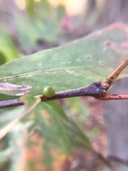 Andricus mamillaformis