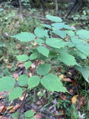 Rubus phoenicolasius