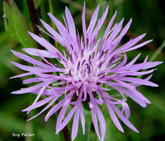 Centaurea