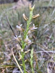 Prasophyllum odoratum