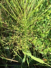 Zizania aquatica