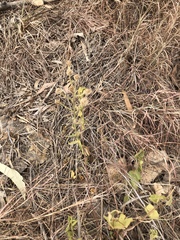 Pterocaulon sphacelatum