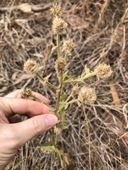 Pterocaulon sphacelatum