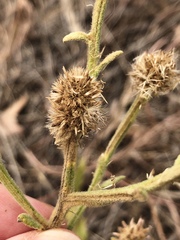 Pterocaulon sphacelatum