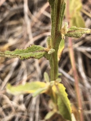 Pterocaulon sphacelatum