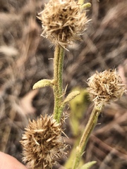 Pterocaulon sphacelatum